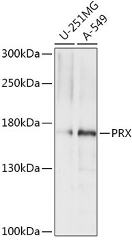PRX Rabbit Polyclonal Antibody