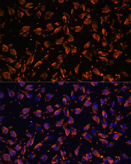 PRX Rabbit Polyclonal Antibody - Image 3