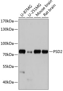 PSD2 Rabbit Polyclonal Antibody