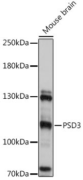 PSD3 Rabbit Polyclonal Antibody