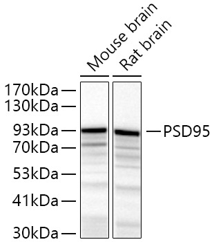 PSD95 Rabbit Polyclonal Antibody