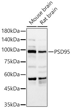 PSD95 Rabbit Polyclonal Antibody