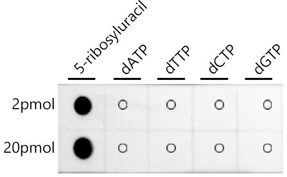 Pseudouridine / 5-ribosyluracil Rabbit Monoclonal Antibody