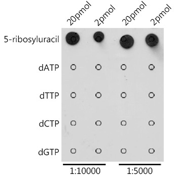 Pseudouridine / 5-ribosyluracil Rabbit Polyclonal Antibody
