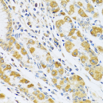 PSG1 Rabbit Polyclonal Antibody - Image 3