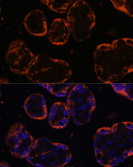 PSG1 Rabbit Polyclonal Antibody - Image 4