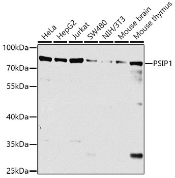 PSIP1 Rabbit Polyclonal Antibody