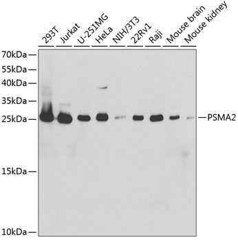 PSMA2 Rabbit Polyclonal Antibody
