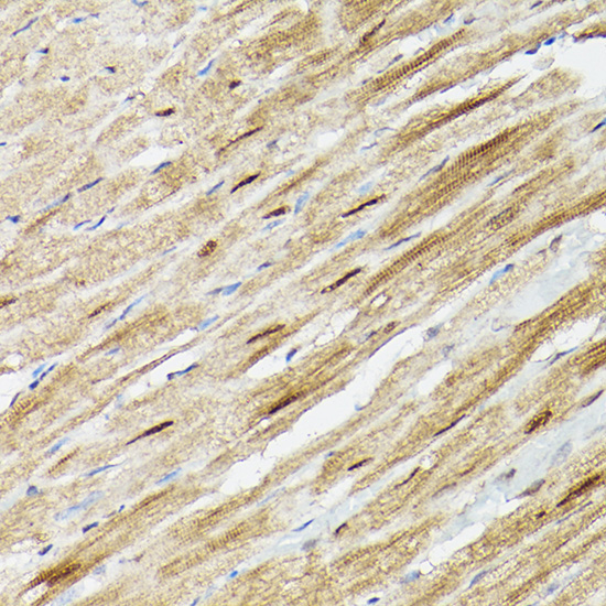 PSMA3 Rabbit Polyclonal Antibody - Image 3
