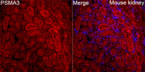 PSMA3 Rabbit Polyclonal Antibody - Image 5