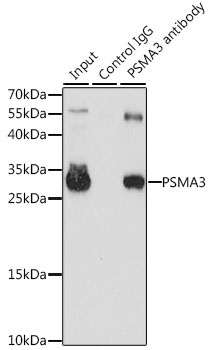 PSMA3 Rabbit Polyclonal Antibody - Image 6