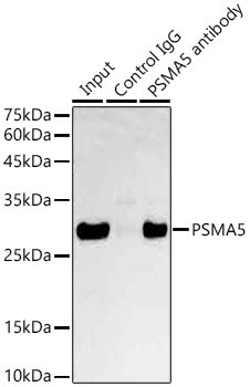 PSMA5 Rabbit Polyclonal Antibody - Image 2