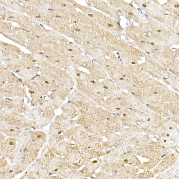 PSMA5 Rabbit Polyclonal Antibody - Image 4