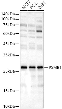 PSMB1 Rabbit Polyclonal Antibody