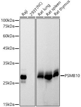 PSMB10 Rabbit Monoclonal Antibody