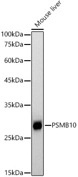 PSMB10 Rabbit Monoclonal Antibody - Image 2