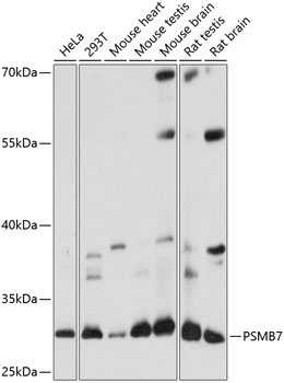 PSMB7 Rabbit Polyclonal Antibody