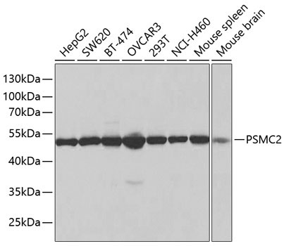 PSMC2 Rabbit Polyclonal Antibody