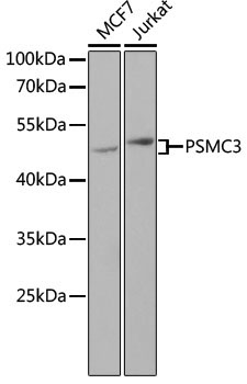 PSMC3 Rabbit Polyclonal Antibody