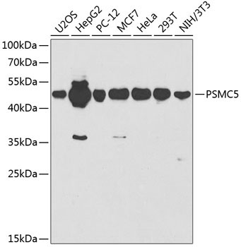 PSMC5 Rabbit Polyclonal Antibody