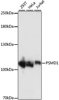 PSMD1 Rabbit Polyclonal Antibody