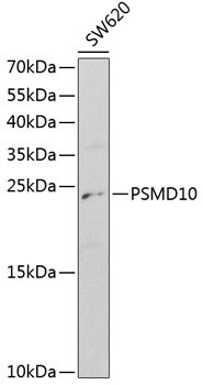 PSMD10 Rabbit Polyclonal Antibody