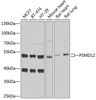 PSMD12 Rabbit Polyclonal Antibody