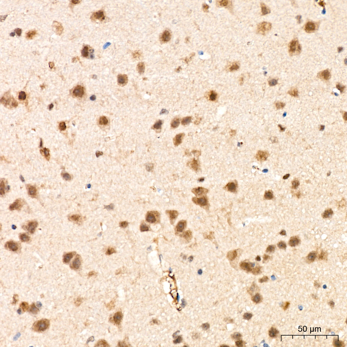 PSMD14 Rabbit Monoclonal Antibody - Image 5