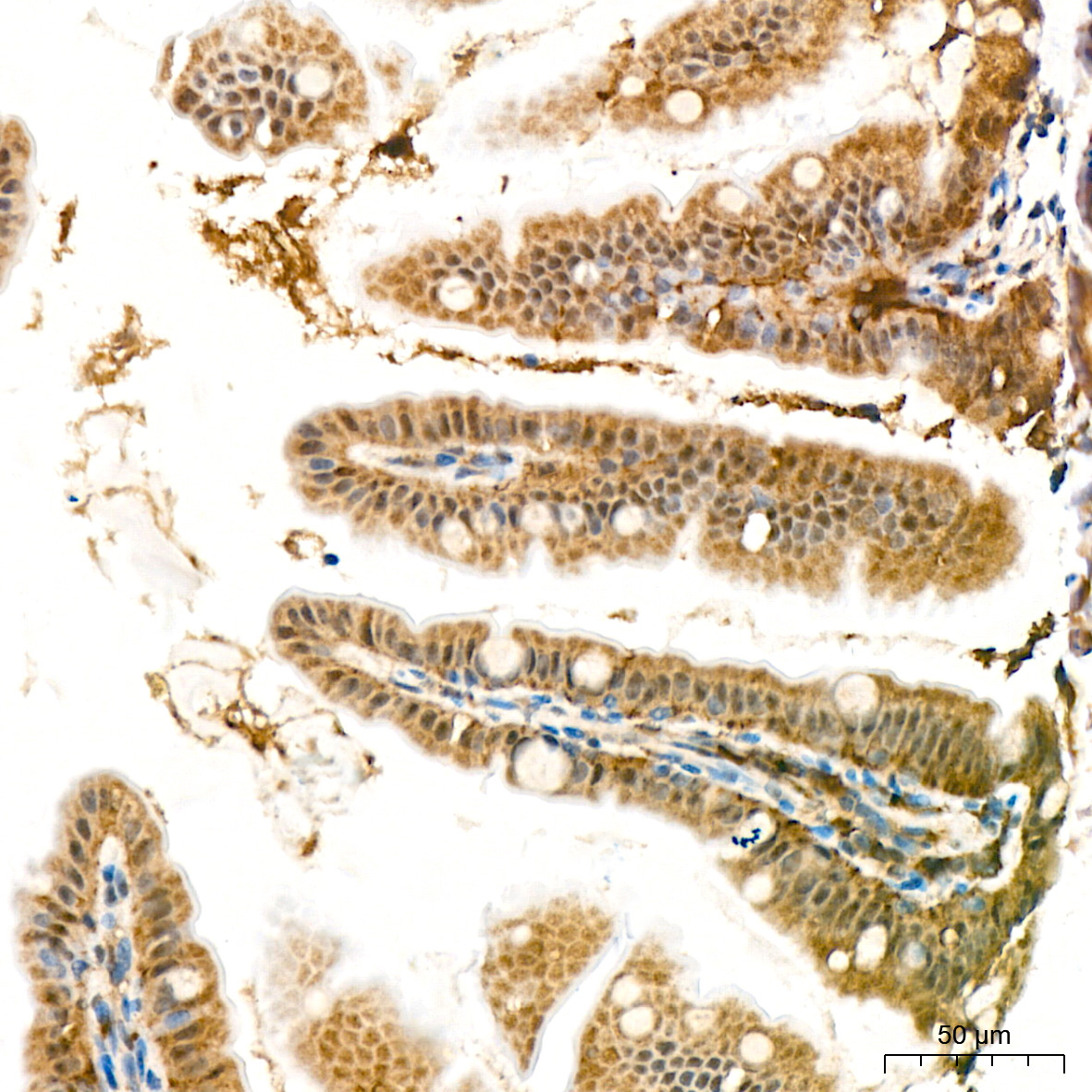 PSMD14 Rabbit Monoclonal Antibody - Image 6