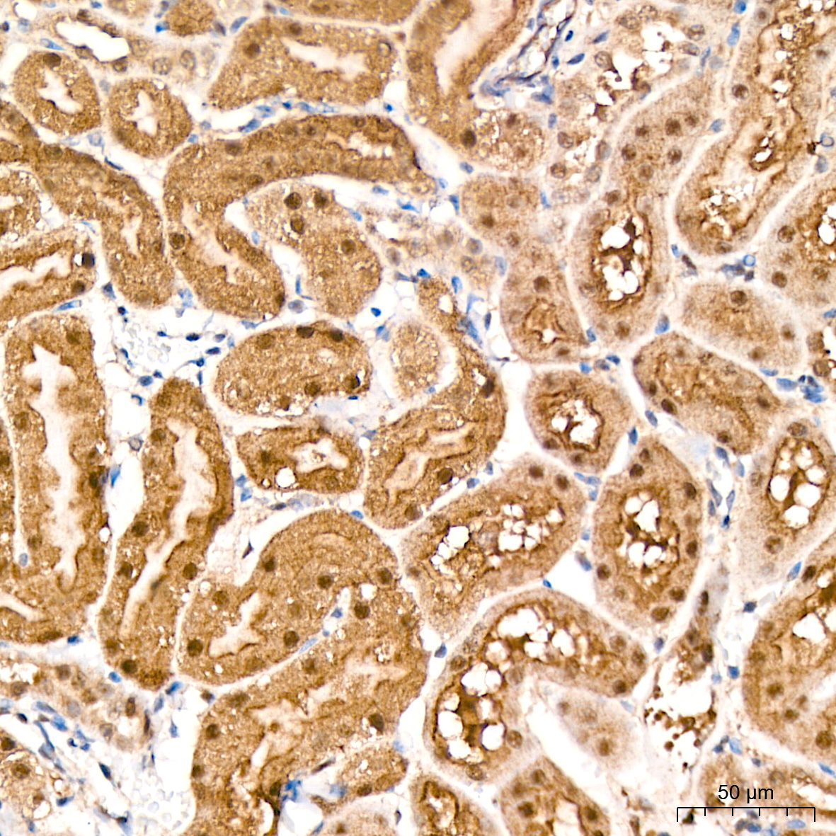 PSMD14 Rabbit Monoclonal Antibody - Image 7
