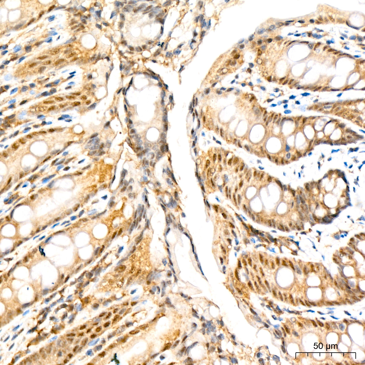 PSMD14 Rabbit Monoclonal Antibody - Image 8