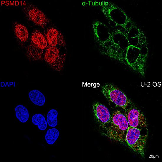 PSMD14 Rabbit Monoclonal Antibody - Image 9