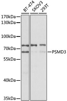 PSMD3 Rabbit Polyclonal Antibody
