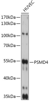PSMD4 Rabbit Polyclonal Antibody