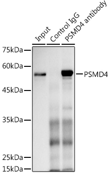 PSMD4 Rabbit Polyclonal Antibody - Image 4