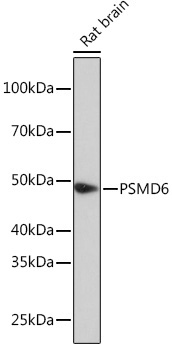 PSMD6 Rabbit Polyclonal Antibody - Image 2