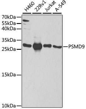 PSMD9 Rabbit Polyclonal Antibody
