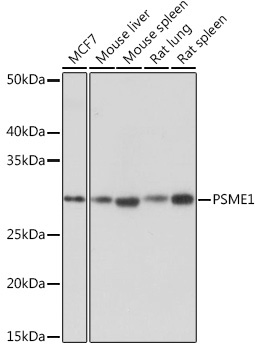 PSME1 Rabbit Monoclonal Antibody