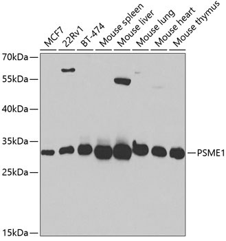 PSME1 Rabbit Polyclonal Antibody