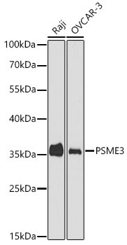 PSME3 Rabbit Polyclonal Antibody