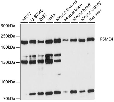 PSME4 Rabbit Polyclonal Antibody