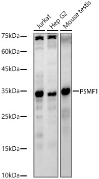 PSMF1 Rabbit Polyclonal Antibody