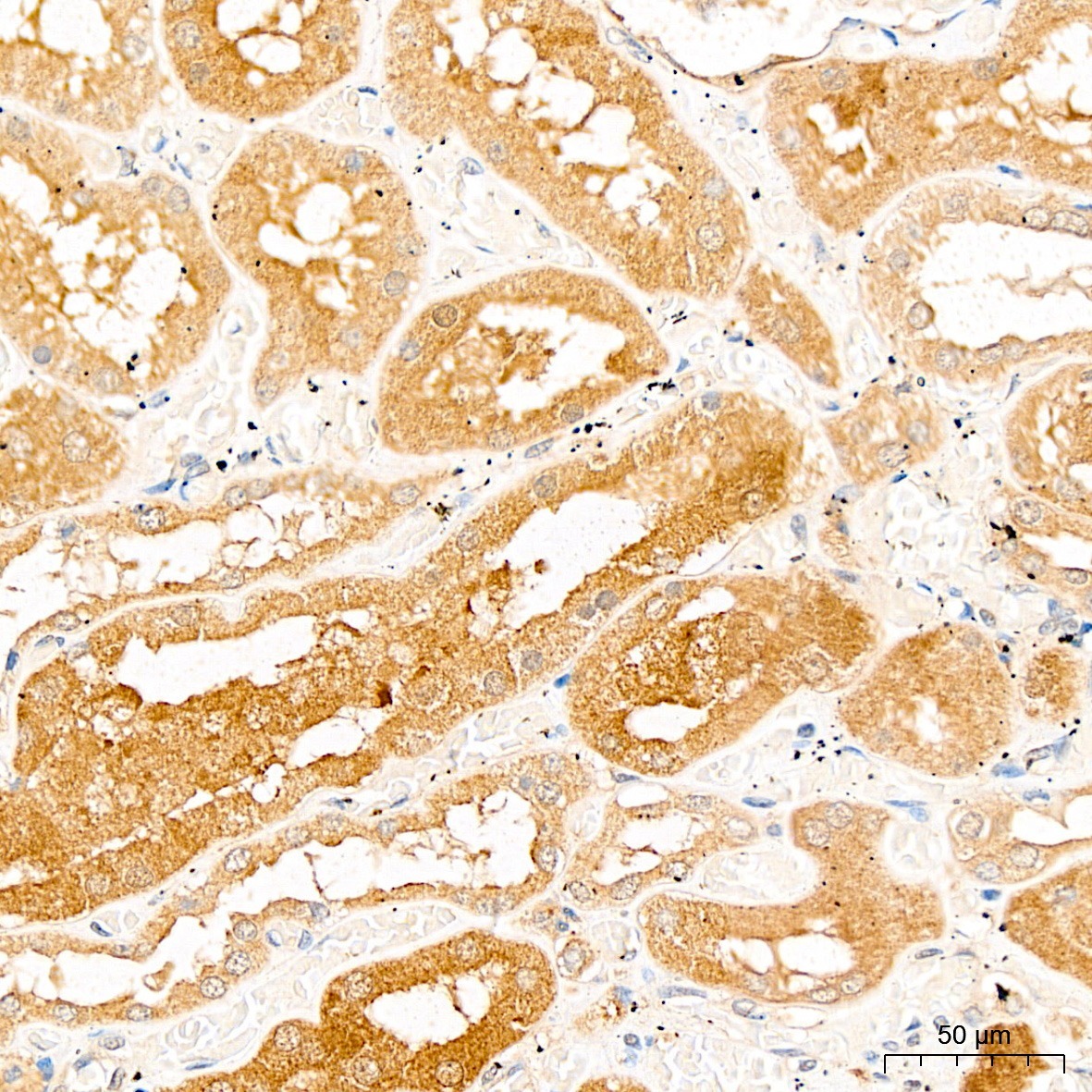PSMF1 Rabbit Polyclonal Antibody - Image 3
