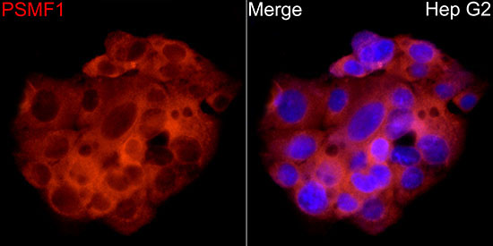 PSMF1 Rabbit Polyclonal Antibody - Image 4