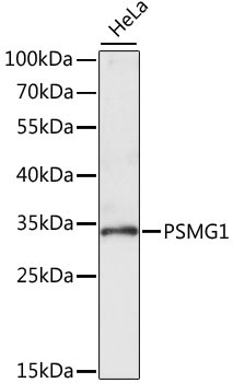 PSMG1 Rabbit Polyclonal Antibody