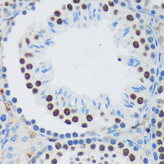 PSPC1 Rabbit Polyclonal Antibody - Image 2