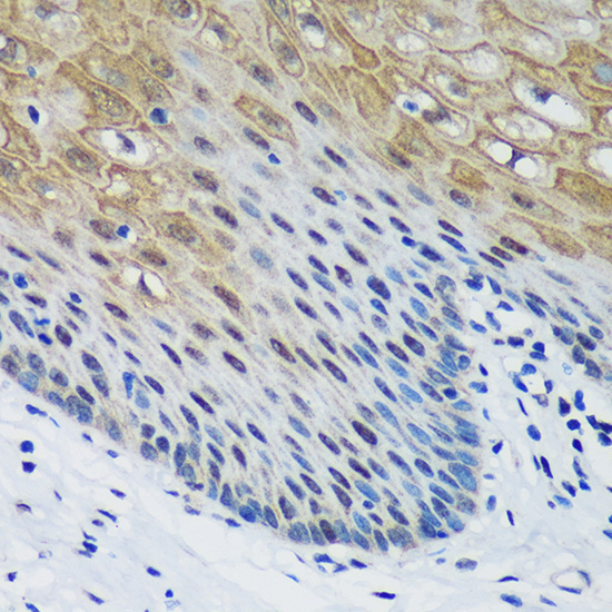PSPC1 Rabbit Polyclonal Antibody - Image 4