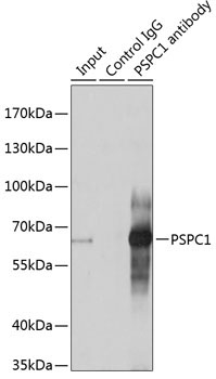 PSPC1 Rabbit Polyclonal Antibody - Image 5