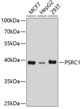 PSRC1 Rabbit Polyclonal Antibody