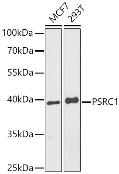 PSRC1 Rabbit Polyclonal Antibody